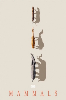 哺乳动物星球 Mammals (2024) / Mammals / 4K纪录片下载 / Mammals.2024.S01.2160p.iP.WEB-DL.AAC2.0.HLG.HEVC